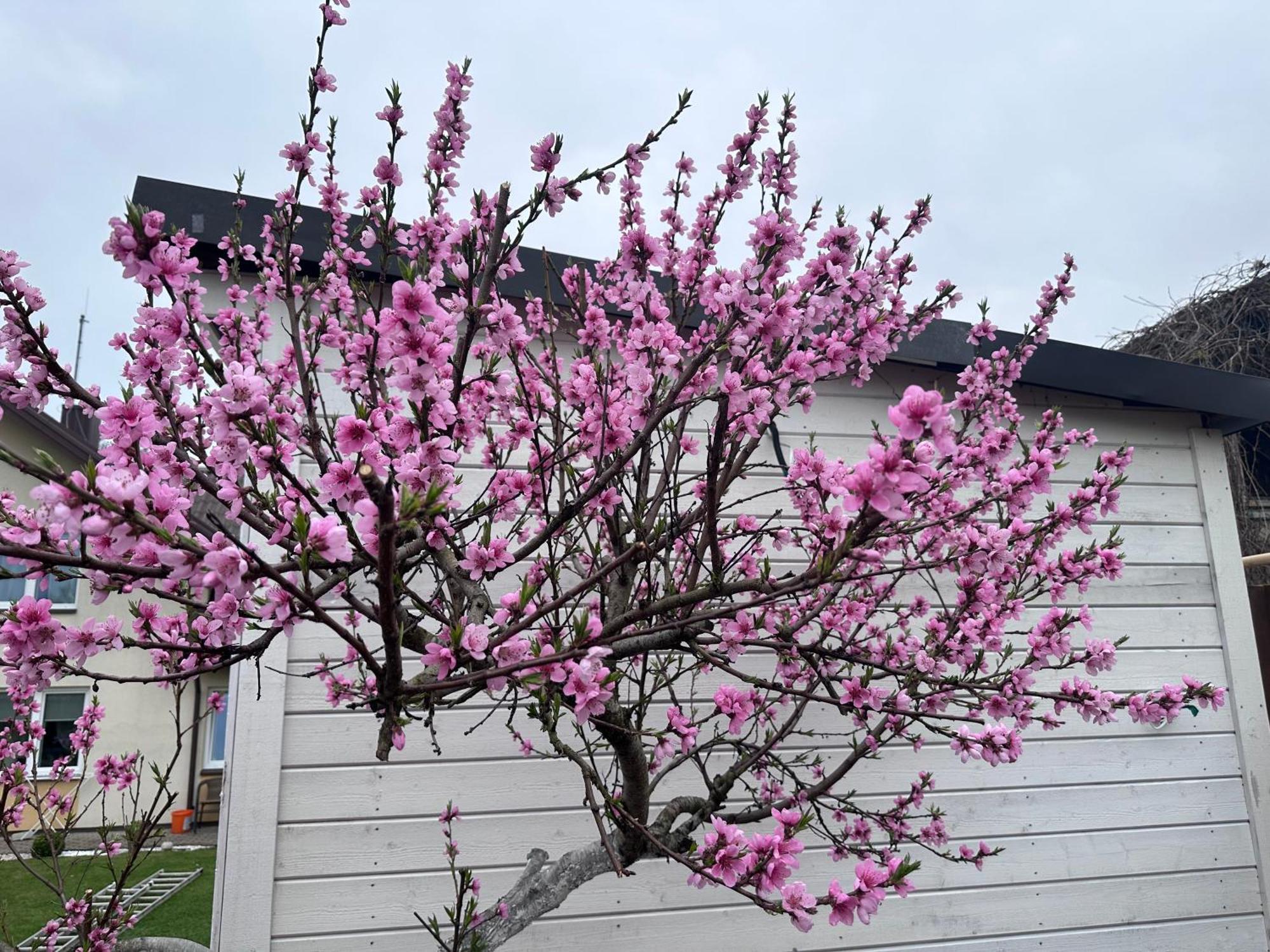 Maironio Apartamentai 팔랑가 외부 사진
